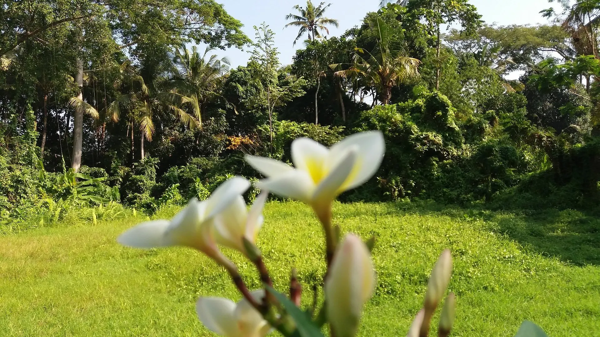 Guest house Amoya Inn Ubud